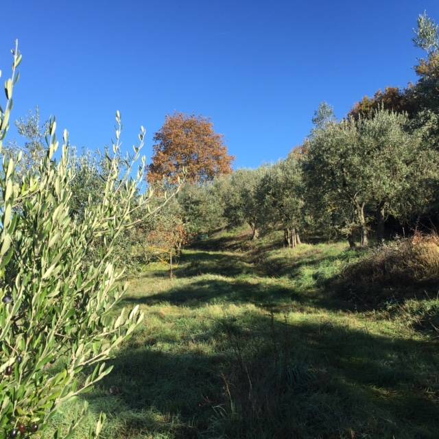 Terreno agricolo di 6120 mq a Montepulciano