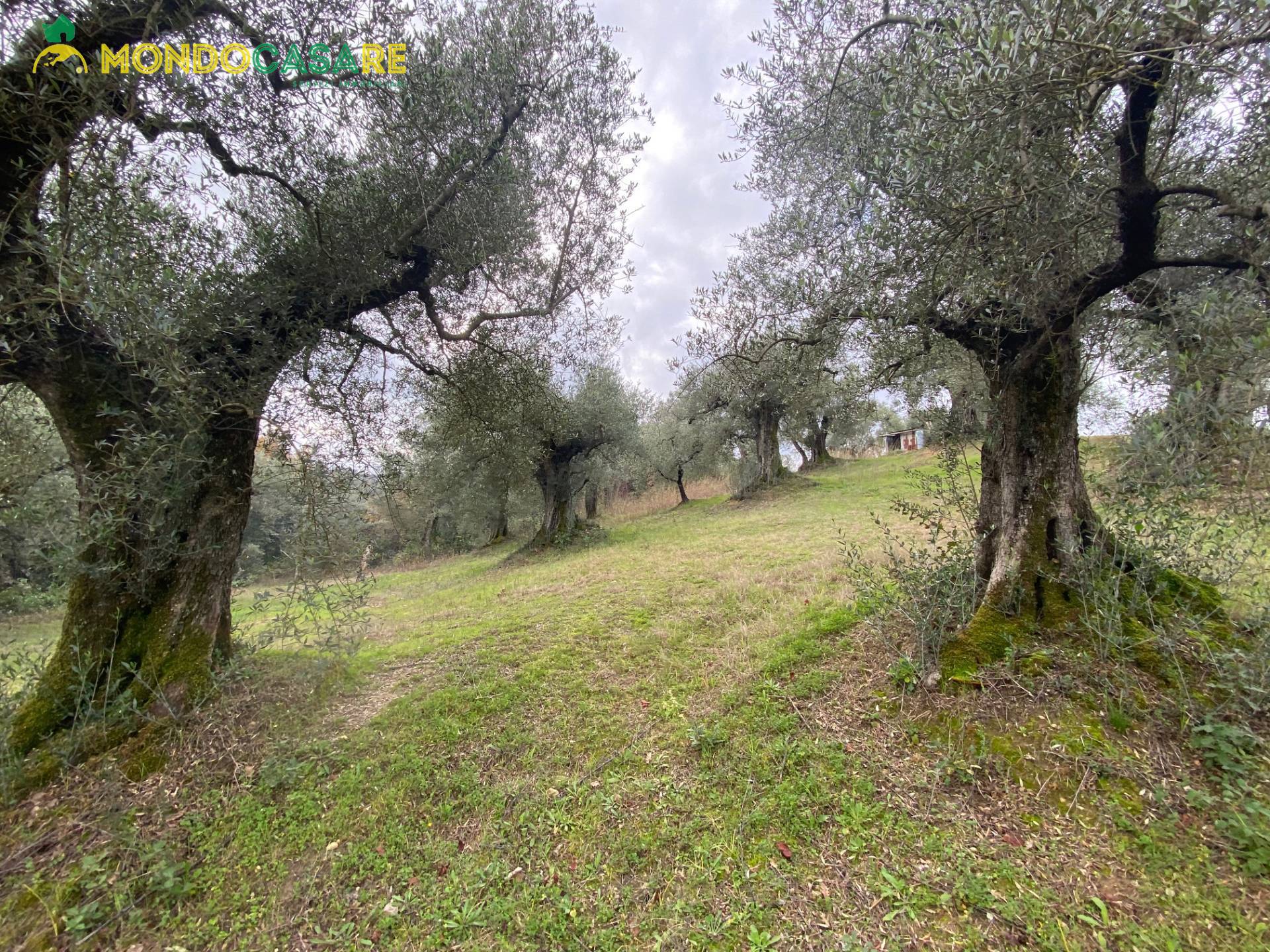 Terreno agricolo in vendita a Palombara Sabina (RM)