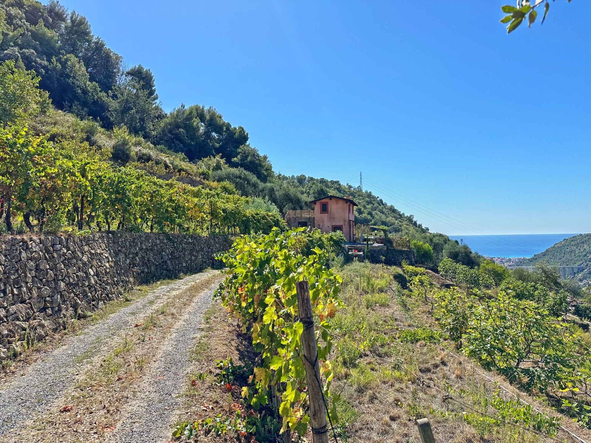Vallebona, new country-style villa for sale with olive grove, private vineyard and sea view Vallebona, new country-style villa for sale with olive grove, private vineyard and sea view