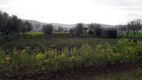 Terreno edificabile in vendita a Cepagatti (PE)