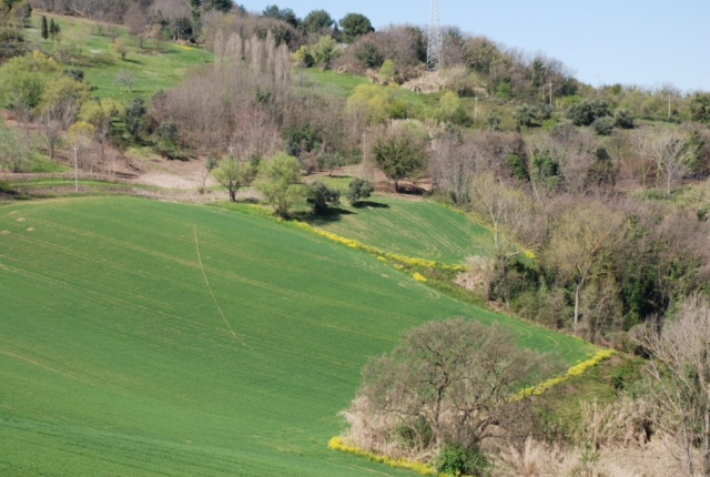 Terreno Agricolo a Osimo (Ancona)