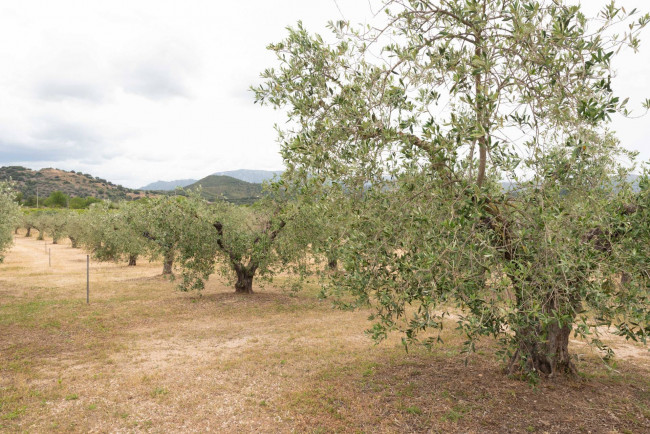 Rustico in vendita a Galtellì (NU)