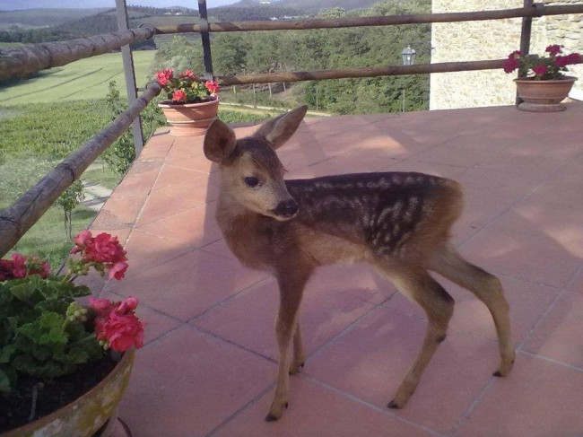 Rustico in vendita a Rapolano Terme (SI)