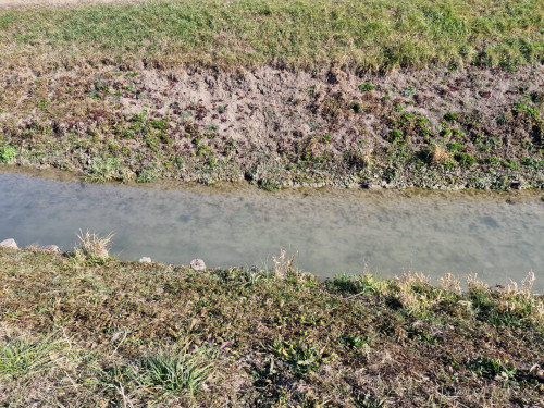Terreno Agricolo in vendita a Roncade