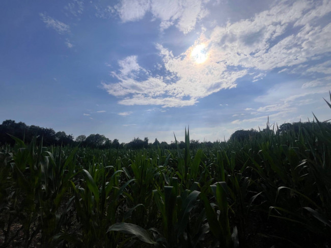 Terreno Agricolo in vendita a Villorba