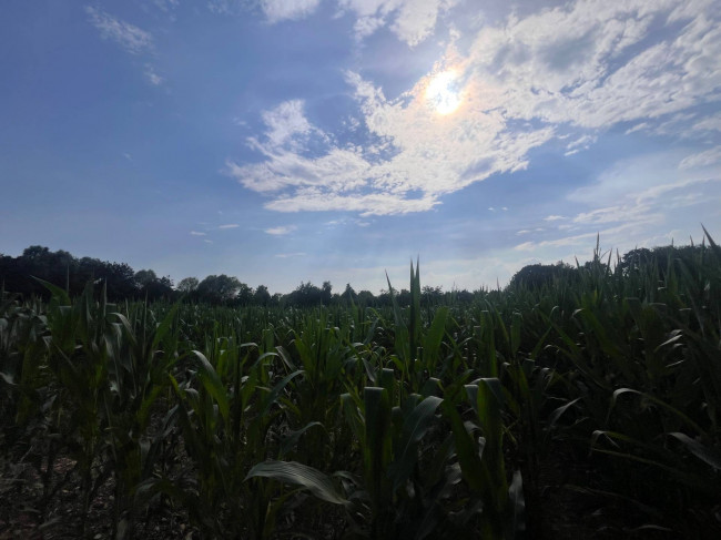 Terreno Agricolo in vendita a Villorba