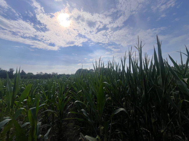 Terreno Agricolo in vendita a Villorba