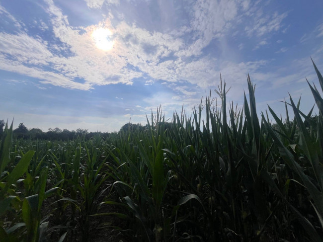 Terreno Agricolo in vendita a Villorba