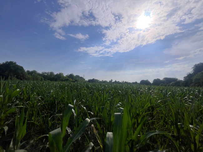 Terreno Agricolo in vendita a Villorba
