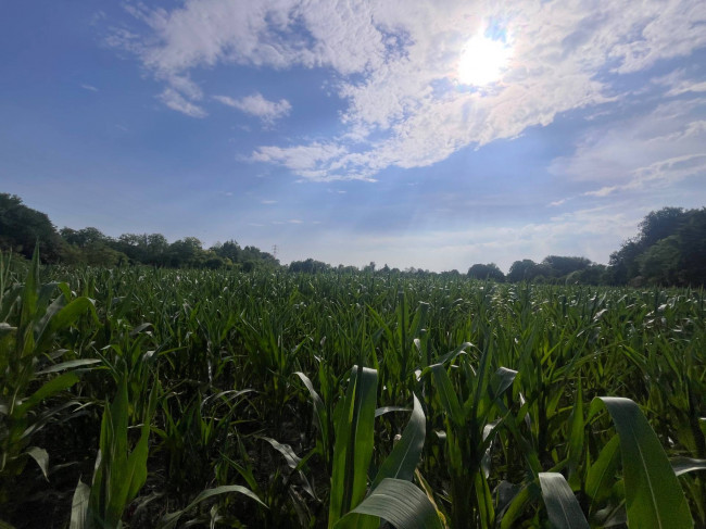 Terreno Agricolo in vendita a Villorba
