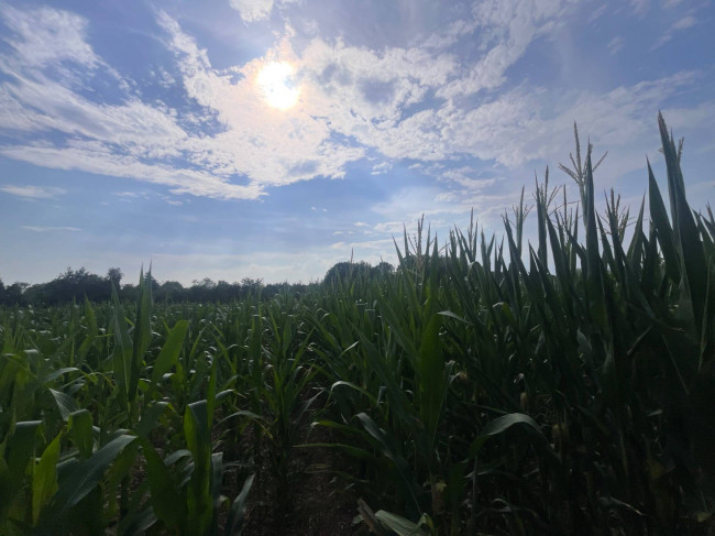 Terreno Agricolo in vendita a Villorba
