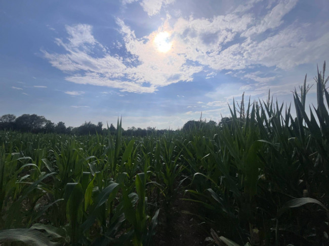 Terreno Agricolo in vendita a Villorba
