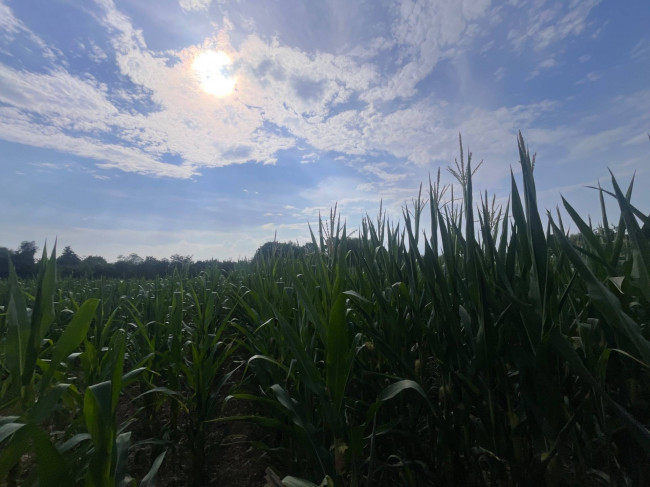 Terreno Agricolo in vendita a Villorba