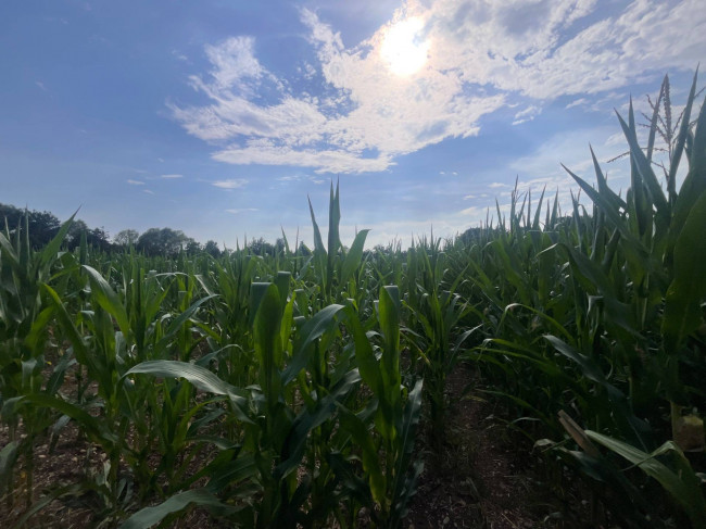 Terreno Agricolo in vendita a Villorba