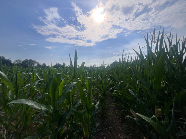 Terreno Agricolo in vendita a Villorba