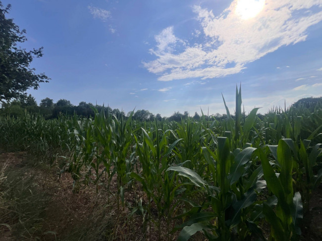 Terreno Agricolo in vendita a Villorba