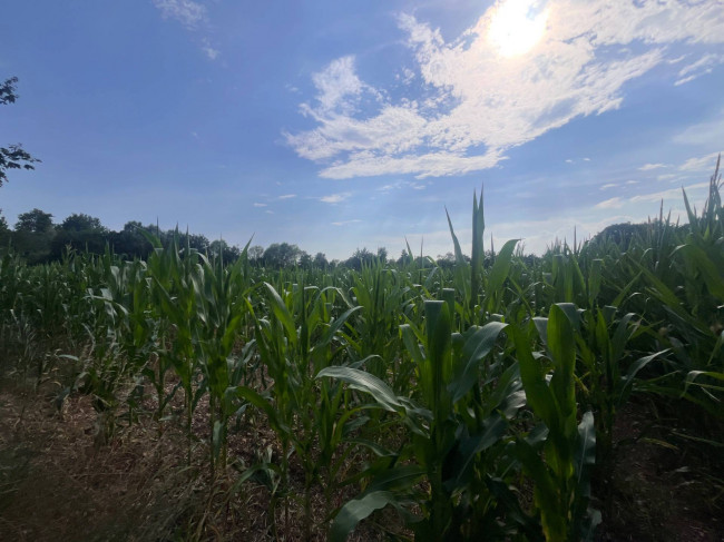 Terreno Agricolo in vendita a Villorba
