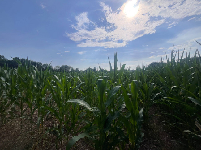 Terreno Agricolo in vendita a Villorba