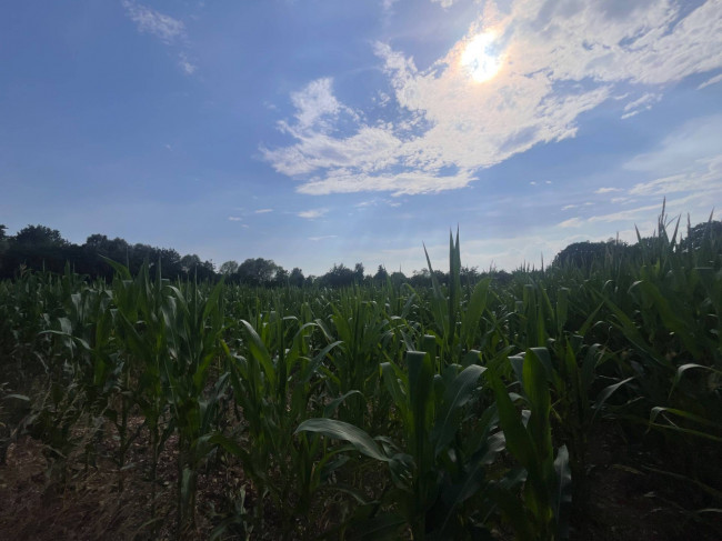Terreno Agricolo in vendita a Villorba