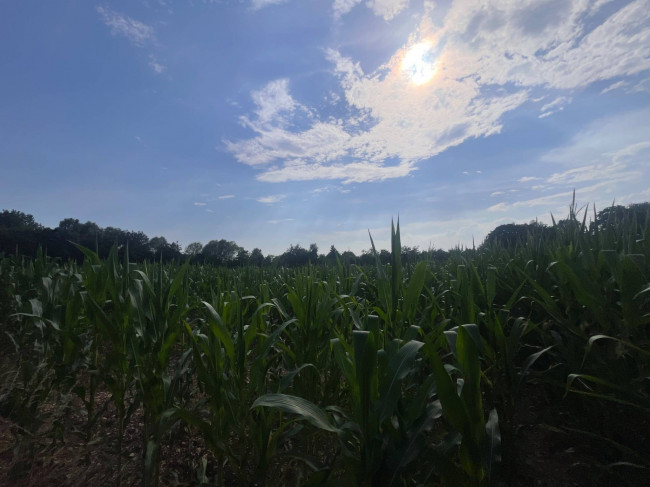 Terreno Agricolo in vendita a Villorba