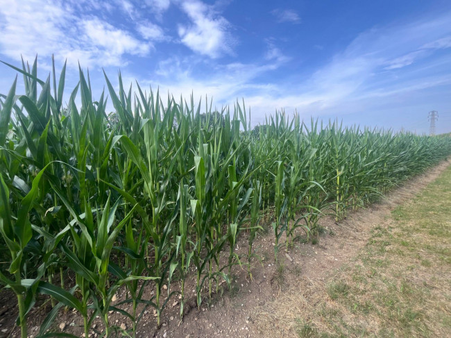 Terreno Agricolo in vendita a Villorba