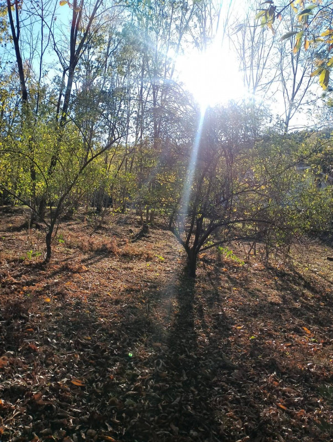 Terreno Agricolo in vendita a Cantalupa