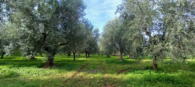 Terreno Agricolo in vendita a Ischitella