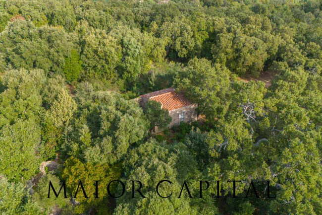 Terreno agricolo in vendita a Calangianus (SS)