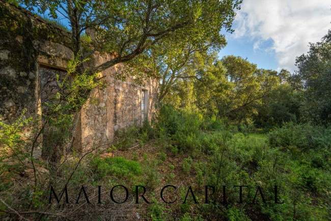 Terreno agricolo in vendita a Calangianus (SS)