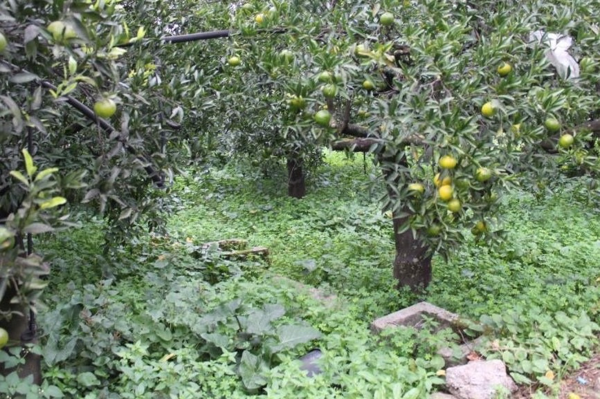  palermo vendita quart: ciaculli fai-affari-immobiliari-di-lo-bosco-salvatore