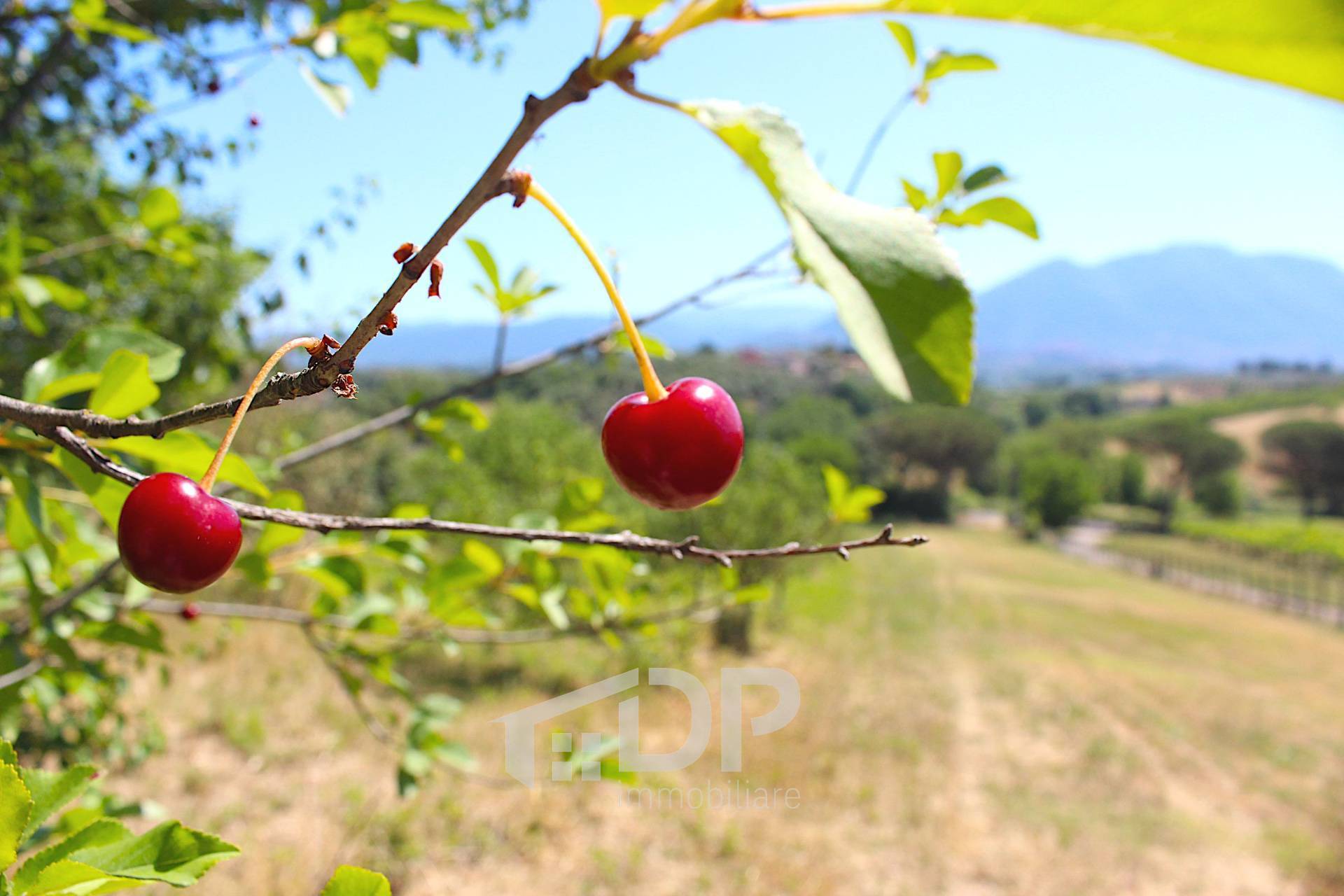 Terreno agricolo in vendita a Palombara Sabina (RM)