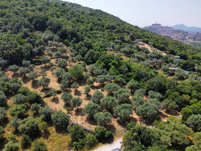 Terreno Agricolo in vendita a Palombara Sabina