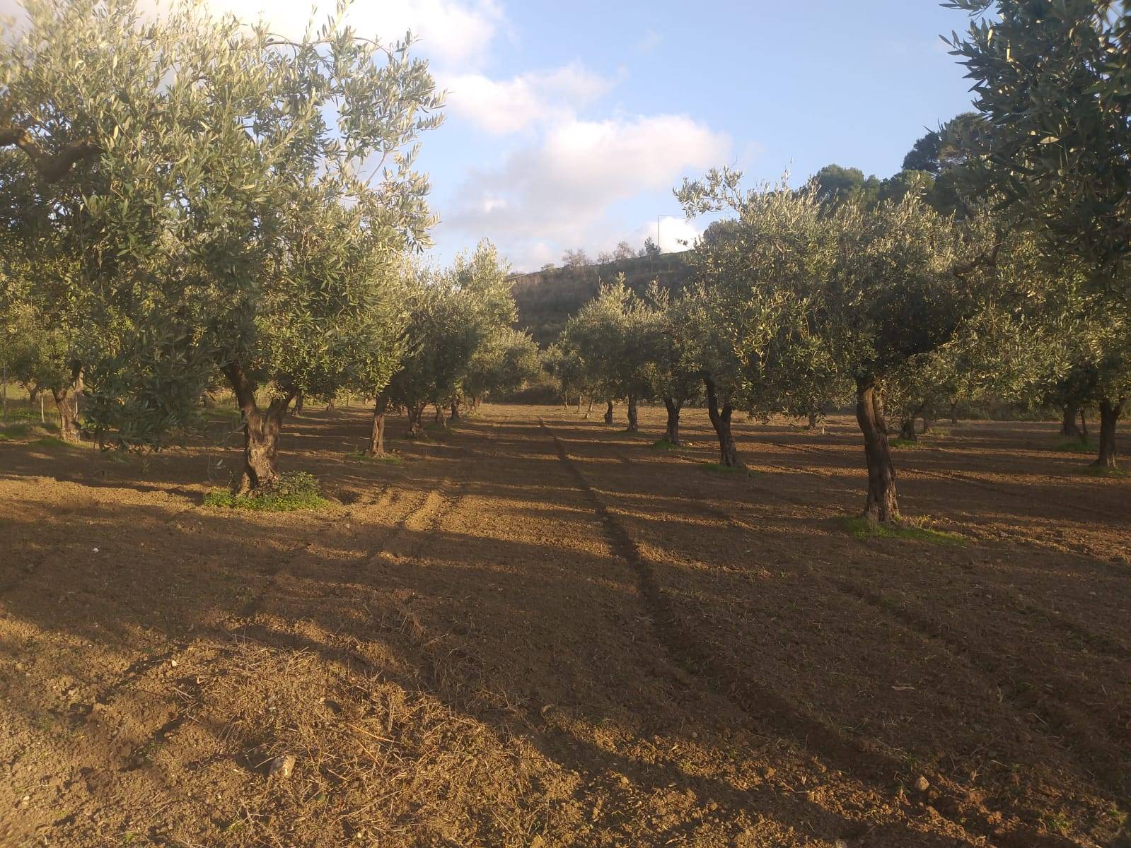 Terreno agricolo in vendita a Castelvetrano (TP)