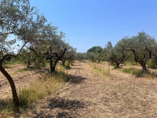 Terreno Agricolo coltivato senza fabbricato in Vendita a Castelvetrano