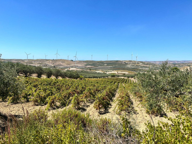 Terreno Agricolo coltivato con fabbricato in Vendita a Castelvetrano