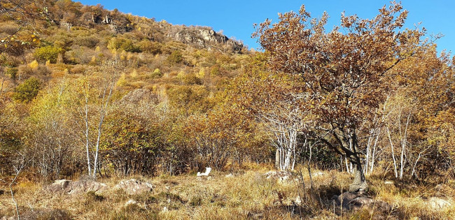 Terreno Agricolo in vendita a Brusimpiano