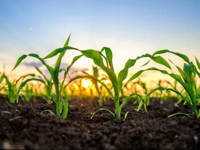 Terreno Agricolo in vendita a Udine