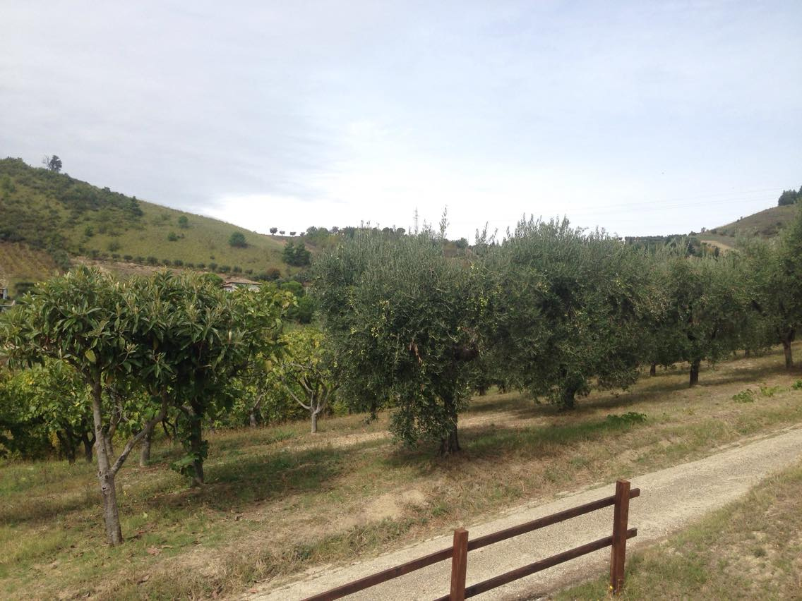 Villa Bifamiliare ASCOLI PICENO vendita  Valle Senzana  Spazio Immobiliare di Gali? Simone