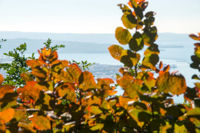 Villa in vendita a Trieste