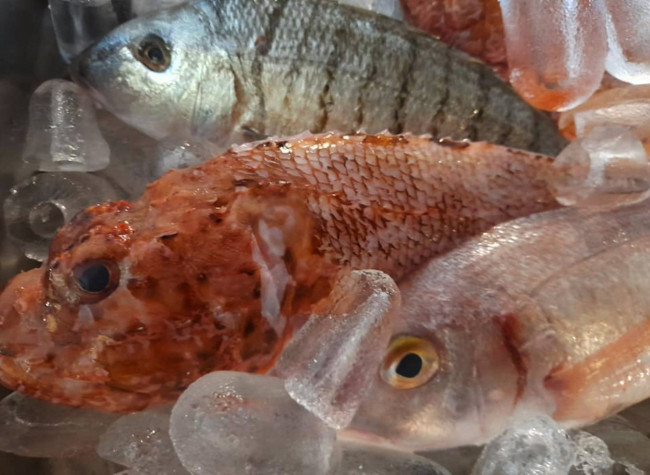 Licenze in vendita a Trieste