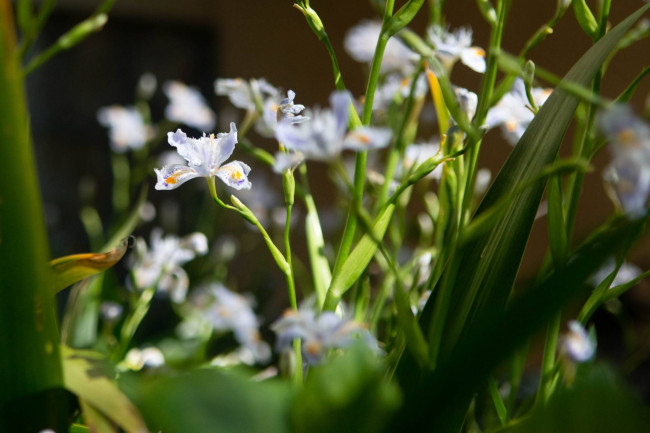 Wohnung zu mieten in Trieste