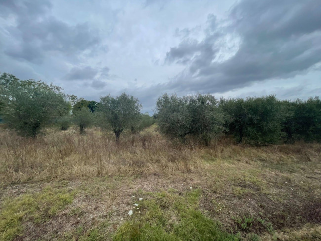 Terreno Agricolo in Vendita a Latina