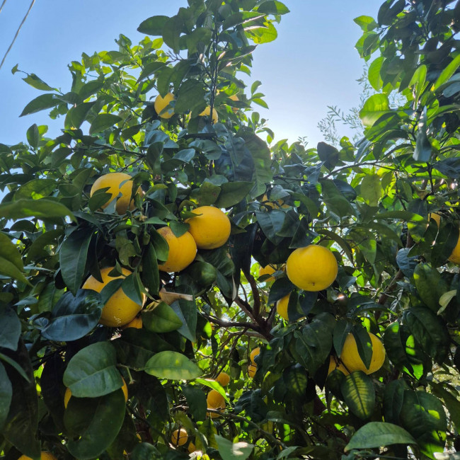 casa indipendente in affitto a Forte dei Marmi