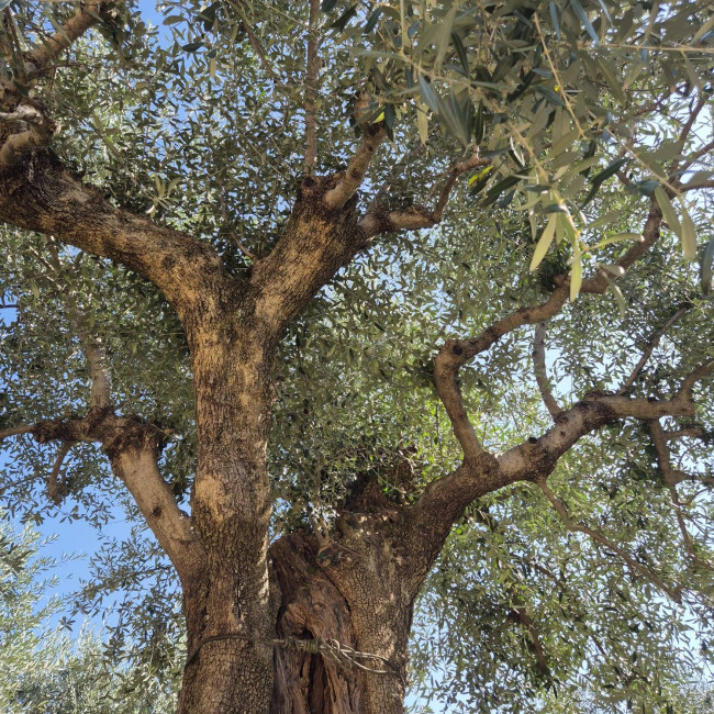 casa indipendente in affitto a Forte dei Marmi