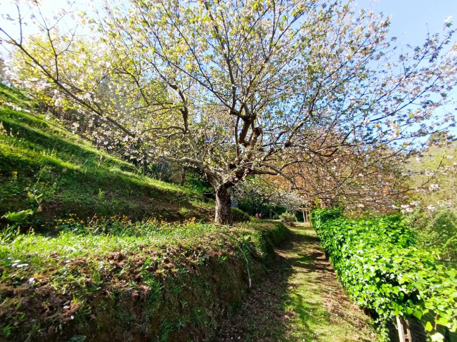 villa indipendente in vendita a Pietrasanta