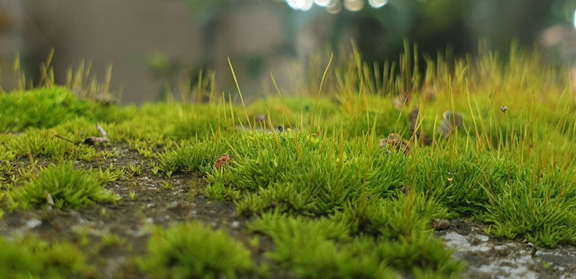 Terreno edificabile residenziale in vendita a Carbonera
