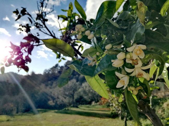 Casa indipendente in vendita a Dolceacqua (IM)