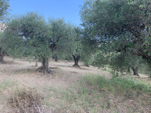 Terreno agricolo in vendita a Marcellina (RM)