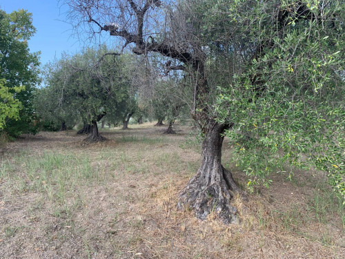 Terreno agricolo in vendita a Marcellina (RM)