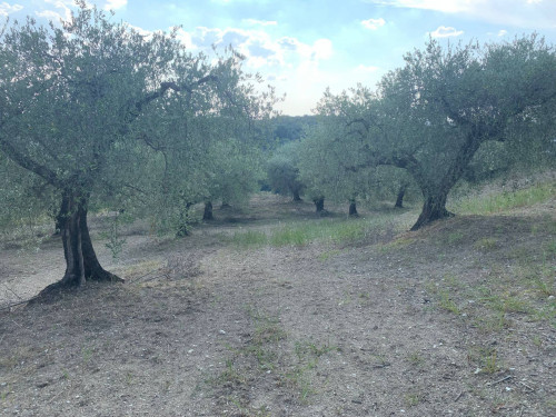 Terreno agricolo in vendita a Marcellina (RM)